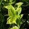 Ligustrum ovalifolium 'Zafir' - sárgatarka fagyal CS9