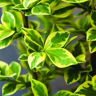   Ligustrum ovalifolium 'Zafir' - sárgatarka fagyal K2