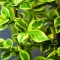 Ligustrum ovalifolium 'Zafir' - sárgatarka fagyal K2