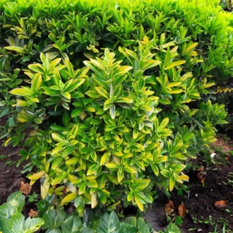   Ligustrum ovalifolium 'Zafir' - sárgatarka fagyal K5