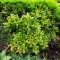 Ligustrum ovalifolium 'Zafir' - sárgatarka fagyal K5