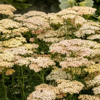 Achillea-millefolium-039Lachsschonheit039-lazacszi