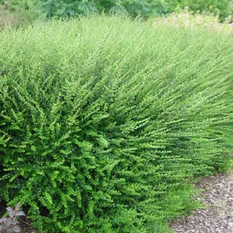 lonicera-nitida-elegant-agalo-orokzold-mirtuszlonc-k3