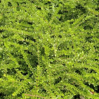   Lonicera nitida 'Maigrün' - terülő örökzöld mirtuszlonc K2