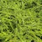 Lonicera nitida 'Maigrün' - terülő örökzöld mirtuszlonc K2