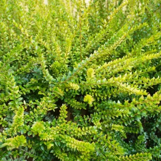 lonicera-nitida-maigrun-terulo-orokzold-mirtuszlonc-k3