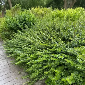 lonicera-nitida-maigrun-terulo-orokzold-mirtuszlonc-k5