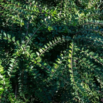 Lonicera-nitida-039Moss-Green039-terulo-orokzold-m