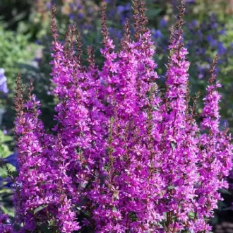 Lythrum hybrida 'Luminara Lilac' - levendula-lila réti füzény K2 – Évelő növények
