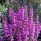 Lythrum hybrida 'Luminara Lilac' - levendula-lila réti füzény K2 – Évelő növények