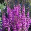 Lythrum hybrida 'Luminara Lilac' - levendula-lila réti füzény K2 – Évelő növények