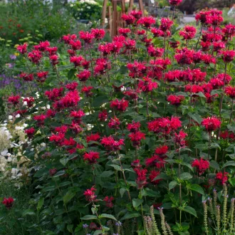 Monarda hybrida 'Bee-Happy' - élénkpiros méhbalzsam K2 – Évelő növények