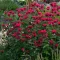 Monarda hybrida 'Bee-Happy' - élénkpiros méhbalzsam K2 – Évelő növények