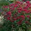 Monarda hybrida 'Bee-Happy' - élénkpiros méhbalzsam K2 – Évelő növények