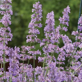Nepeta-racemosa-039Grog039-kaukazusi-macskamenta-K