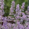 Nepeta-racemosa-039Grog039-kaukazusi-macskamenta-K