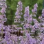 Nepeta-racemosa-039Grog039-kaukazusi-macskamenta-K