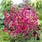 Penstemon 'Andenken an Friedrich Hahn' - erősrózsaszín bugatölcsér K2