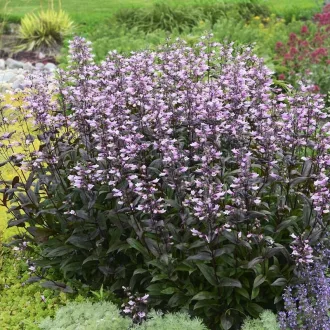 Penstemon digitalis 'Dark Tower' - bíborlevelű bugatölcsér K2 – Évelő növények