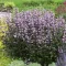 Penstemon digitalis 'Dark Tower' - bíborlevelű bugatölcsér K2