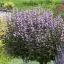 Penstemon digitalis 'Dark Tower' - bíborlevelű bugatölcsér K2 – Évelő növények