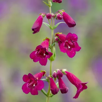 Penstemon 'Rich Ruby' - rubin bugatölcsér K2 – Évelő növények