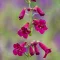 Penstemon 'Rich Ruby' - rubin bugatölcsér K2 – Évelő növények