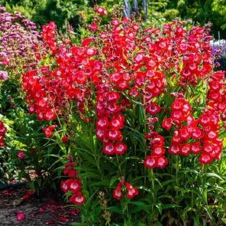 Penstemon 'Rubicunda' - élénkpiros bugatölcslér K2 – Évelő növények