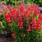 Penstemon 'Rubicunda' - élénkpiros bugatölcslér K2 – Évelő növények
