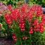 Penstemon 'Rubicunda' - élénkpiros bugatölcslér K2 – Évelő növények