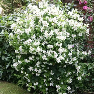 Philadelphus 'Belle Etoile' - csillag jezsámen CS9 – Díszcserjék