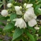 Philadelphus 'Mont Blanc' - jezsámen K5