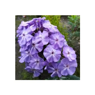 Phlox paniculata 'Blue Boy' - kékszínű bugás lángvirág K2 – Évelő növények