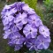 Phlox paniculata 'Blue Boy' - kékszínű bugás lángvirág K2 – Évelő növények