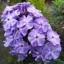 Phlox paniculata 'Blue Boy' - kékszínű bugás lángvirág K2 – Évelő növények