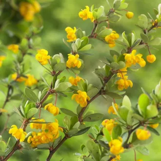 Berberis buxifolia'Nana' - borbolya K3 – Sövénynövények