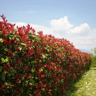 Photinia x fraseri 'Red Robin' - korallberkenye K5