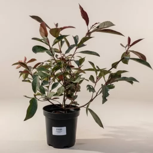 Photinia x fraseri 'Red Robin' - korallberkenye K5