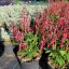 Phygelius Candy Drops Red - bíbor folyóharang K2 – Évelő növények