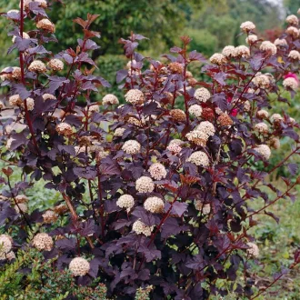 Physocarpus opulifolius 'Diabolo' - hólyagvessző (bordó) CS9 – Díszcserjék