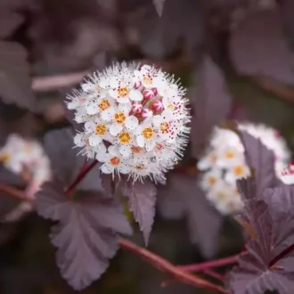 Physocarpus opulifolius 'Diabolo' - hólyagvessző (bordó) K3 – Díszcserjék