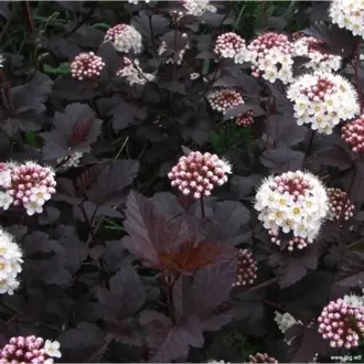 Physocarpus opulifolius 'Diabolo' - hólyagvessző (bordó) K5 – Díszcserjék