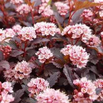 Physocarpus opulifolius 'Little Joker' - törpe hólyagvessző K3 – Díszcserjék