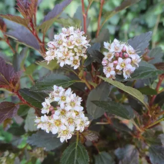 Physocarpus opulifolius 'Little Joker' - törpe hólyagvessző K5 – Díszcserjék
