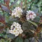 Physocarpus opulifolius 'Little Joker' - törpe hólyagvessző K5 – Díszcserjék