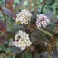 Physocarpus opulifolius 'Little Joker' - törpe hólyagvessző K5 – Díszcserjék