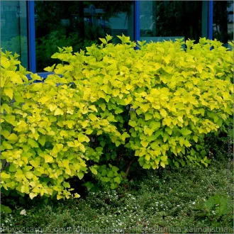 Physocarpus opulifolius 'Luteus' - hólyagvessző K10 – Díszcserjék