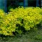 Physocarpus opulifolius 'Luteus' - hólyagvessző K10 – Díszcserjék