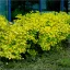 Physocarpus opulifolius 'Luteus' - hólyagvessző K10 – Díszcserjék