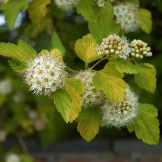 Physocarpus opulifolius 'Luteus' - hólyagvessző K3 – Díszcserjék